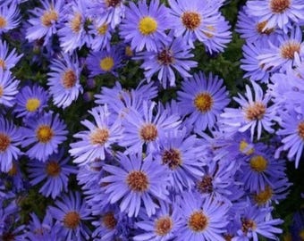Blue  Wood Aster
