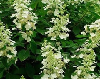 Tardiva Hydrangea Shrub: Late Autumn White Flowers, Cold-Hardy, Bare Root Plant