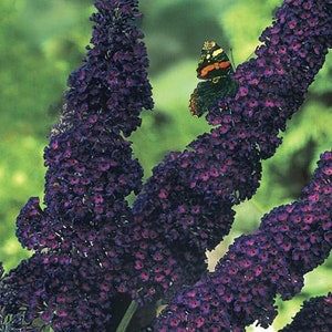 Black Knight Butterfly Bush