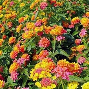 Lantana Miss Huff