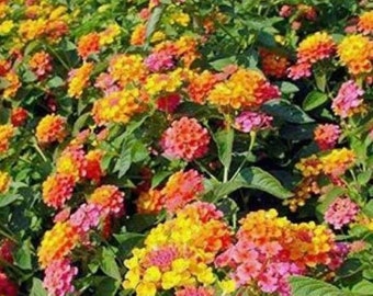 Lantana Miss Huff