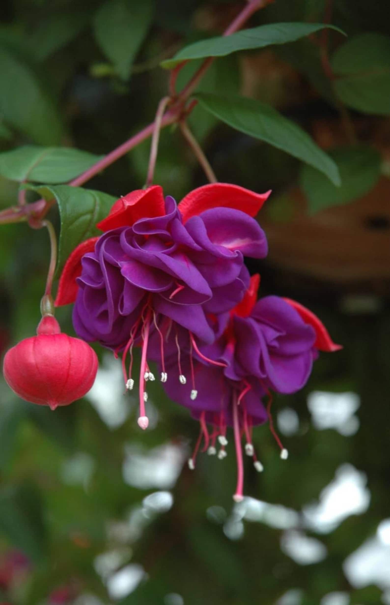 Fuchsia Blue Eyes - Etsy