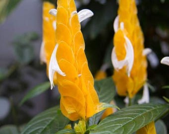 Shrimp Plant   yellow