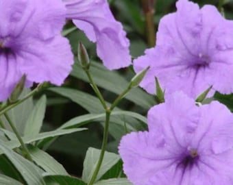 Mexican Petunia