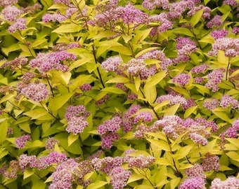 Goldmound Spirea Shrub