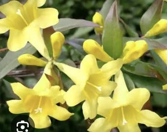 Caroline Yellow jessamine (Gelsemium sempervirens)