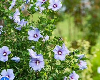 Bluebird Hibiscus Shrub: Violet-Blue Blooms, Dark Eye