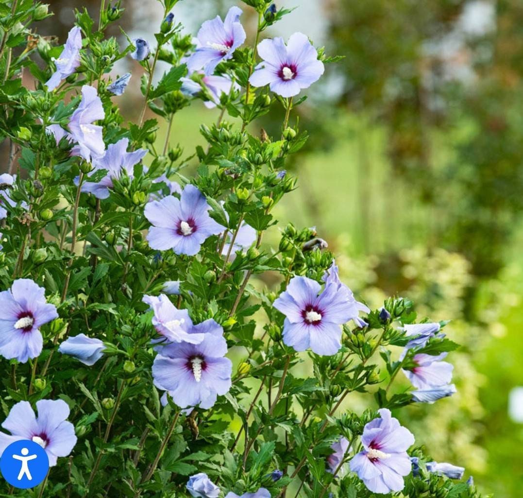 Bluebird Hibiscus