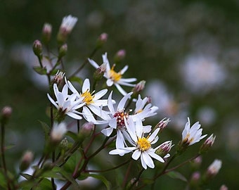 White Wood Aster