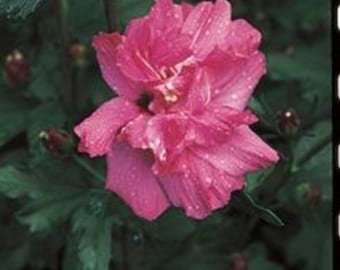 Lucy,, Rose of Sharon