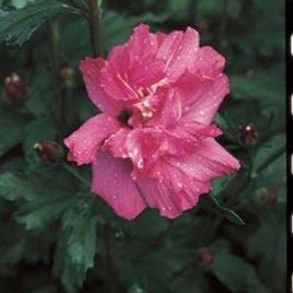 Lucy,, Rose of Sharon