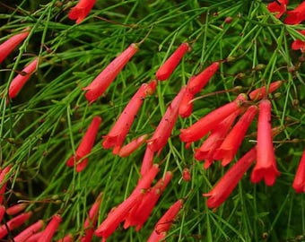 Firecracker Tropical Plant~ Russelia equisetiformis