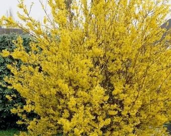 Lynwood Gold Forsythia