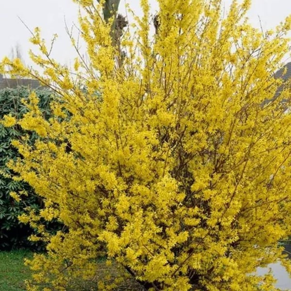 Lynwood Gold Forsythia