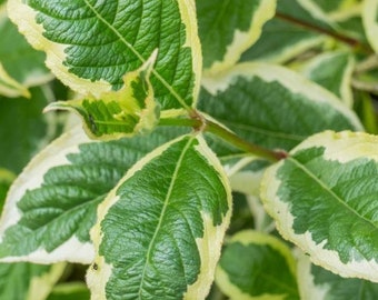 Variegated Weigela
