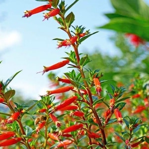 May include: A close-up of a plant with bright red flowers and green leaves. The plant is in bloom and the flowers are clustered together.