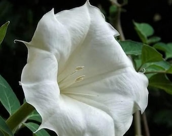 Datura Trumpet Plant   White Flowers