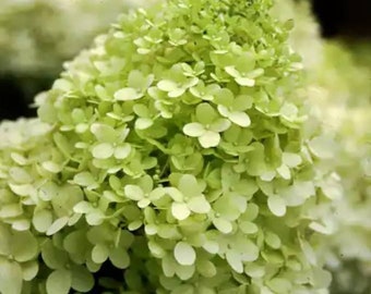 Limelight Hydrangea: