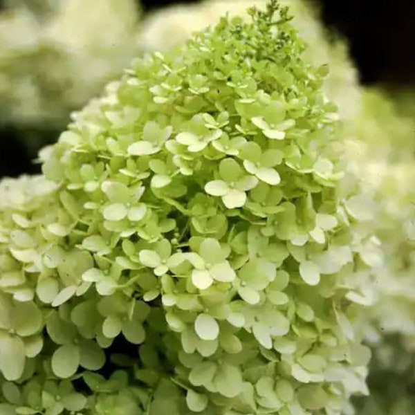 Limelight Hydrangeas