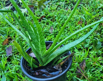Live Aloe Vera Plant: Air Purifying Succulent
