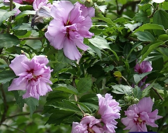 Ardens Rose of Sharon Althea Shrub