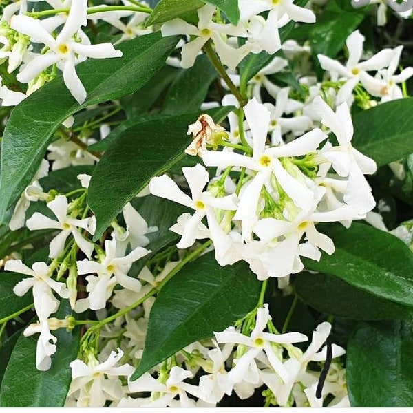 Star/ Confederate Jasmine