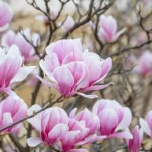May include: Close-up of a magnolia tree in full bloom. The image showcases numerous pink and white flowers with delicate petals, set against a backdrop of brown branches and a soft, blurred background. The flowers are the focal point.