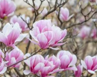 Tulip Tree Sapling