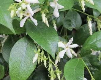 Confederate Jasmine