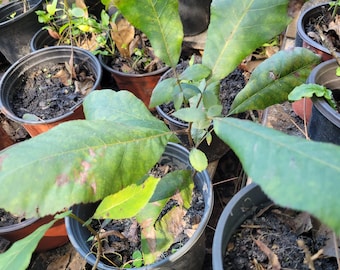 Pecan Trees