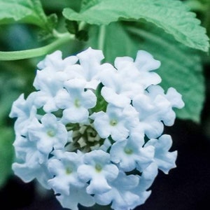 Lantana Upright White
