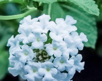 Lantana Upright White