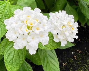 Lantana Gem Compact White Sapphire