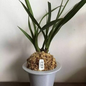 May include: A potted green plant with long, thin leaves. The plant is in a white ceramic pot with three legs. The pot has a label that says "七仙女" in Chinese characters.