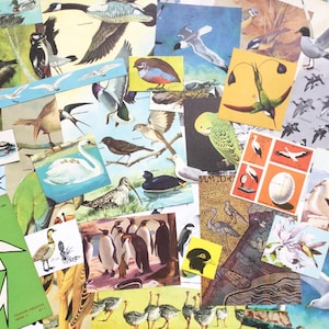 Paquete de efímeras de papel de pájaros, ilustraciones antiguas y vintage, efímeras de pájaros, 36 piezas y páginas para álbumes de recortes, collage, decoupage y diarios.