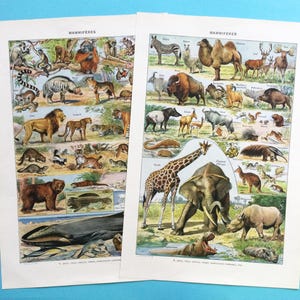 Vintage Mammal Prints: 1940s Adolphe Millot French Bookplates, Set of 2