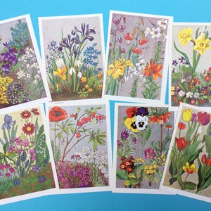 Vintage bloemenboekpagina's, botanische illustraties uit de jaren 1950, set van 8, tuinbloemen, lentebloemen, bloemenprints, efemere vintage papier