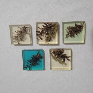 Pinecone encapsulation