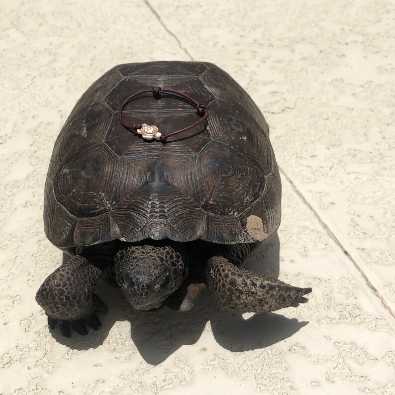 May include: A brown tortoise with a dark brown shell and a leather bracelet with a small flower charm on its shell.