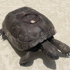 May include: A brown leather bracelet with a small, white turtle charm. The bracelet is on top of a large, dark brown tortoise.