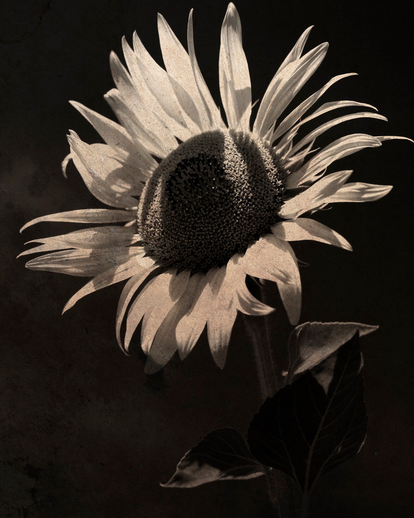 Botanical PRINTABLE wall art Sepia Wall Art Sunflower Print Etsy