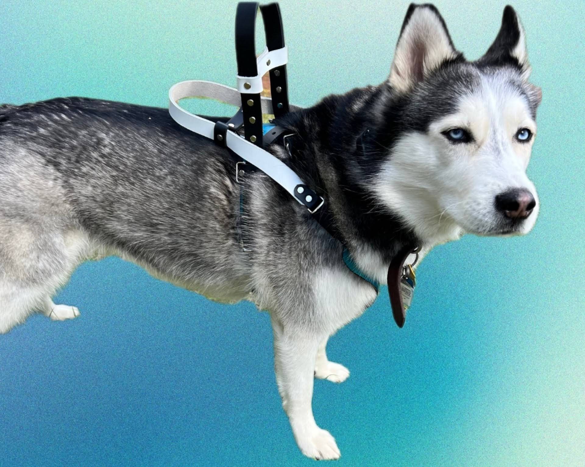 Service Dog Mobility Harness