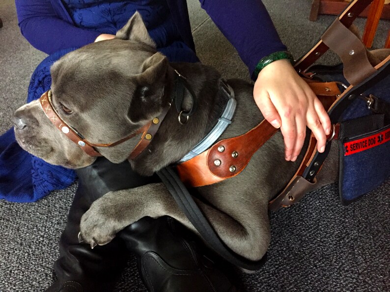 Mobility Service Dog Harness Counterbalance Handle Included Etsy