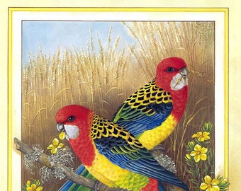 Instant Download embroidery designs art Cross stitch pattern of the Australian parrot Rosella cross stitch pattern pdf Cross Stitch pdf