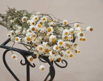 Dried White Daisies Dried Rodanthe Natural  Dried daisy bunch natural chrysanthemum Rustic Wedding Decoration