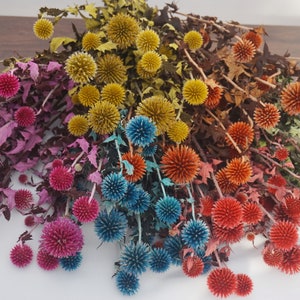 Natural Blue Dried Echinops dried echinops, dried thistle flower, blue flowers, flowers for bouquets