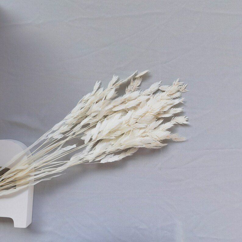 Puede incluir: Un ramo de hierba ornamental blanca seca y blanqueada. Las plumas plumosas est&aacute;n dispuestas en forma de abanico, con tallos que se extienden desde la base. La hierba se coloca sobre un fondo gris claro, lo que sugiere una est&eacute;tica neutra y natural.