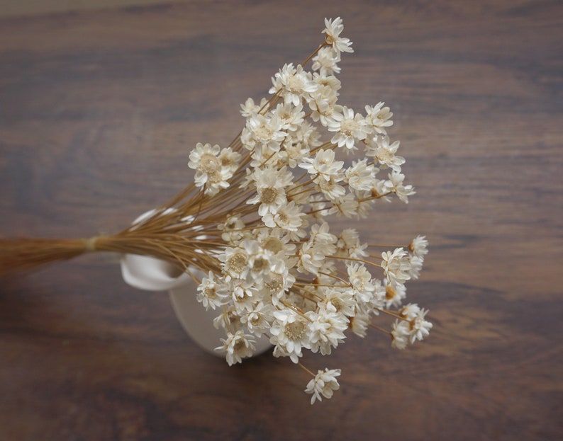 Flores de estrella, flor de flor de estrella en rosa, flores secas, flores de estrella naturales, flor de mini estrella gixa, flores de boda natural