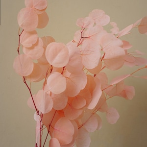 Preserved eucalyptus branches, eucalyptus trunk branches, round leaves, wedding eucalyptus, home decoration