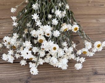 2026 New Dried Ammobium Bouquet White dried daisies Natural Dried Chrysanthemum